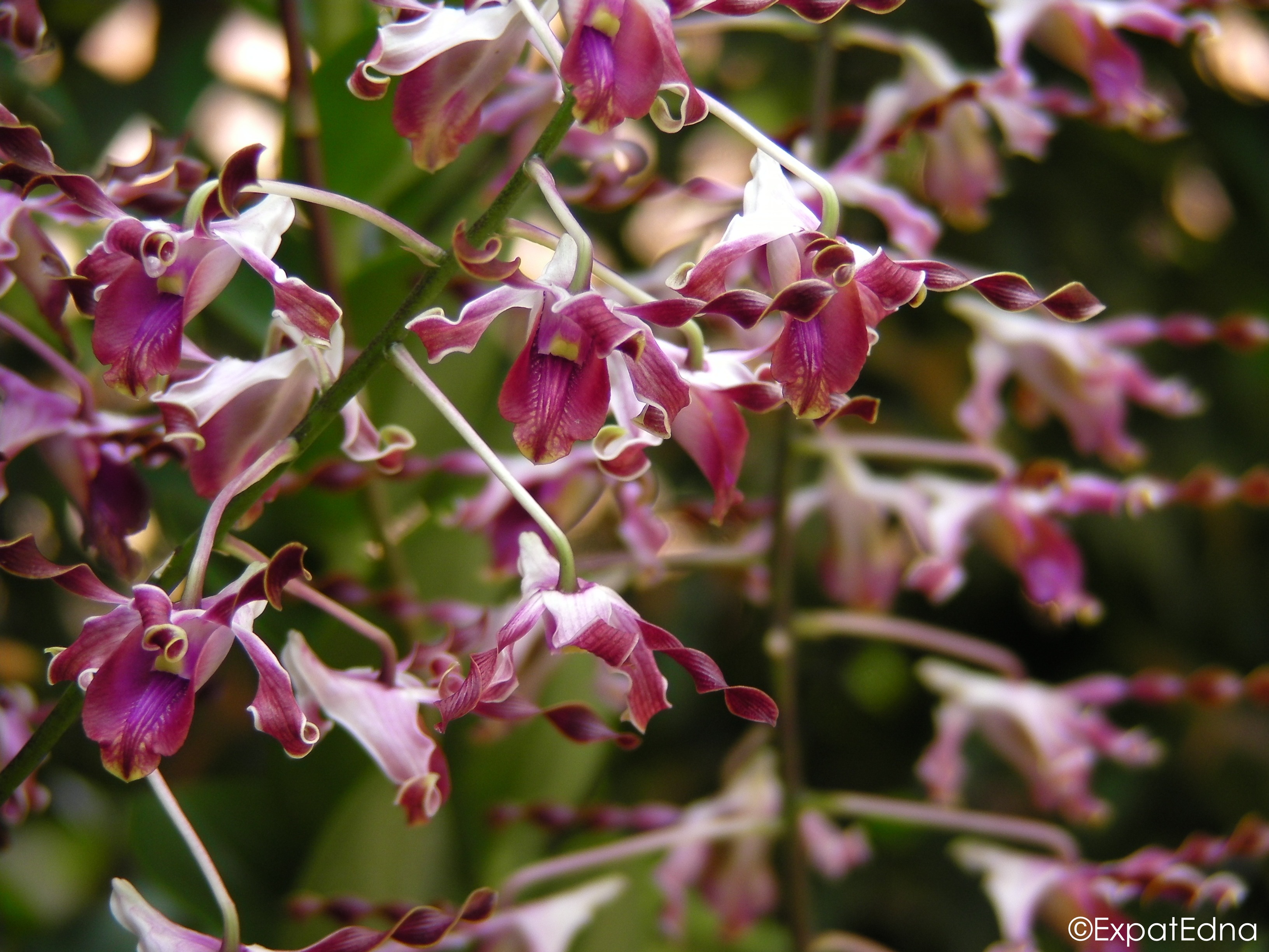 Orchids, Orchids Everywhere: A tour through Singapore's National Orchid