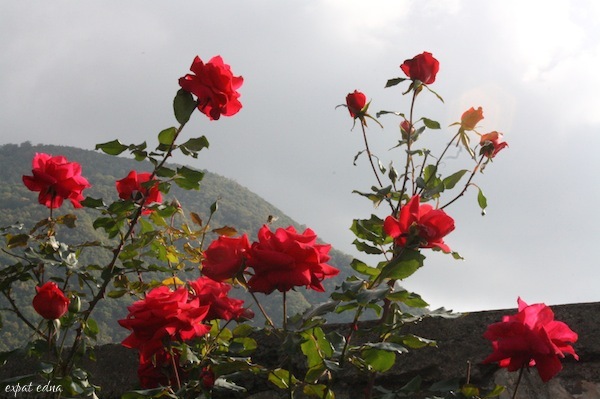 Roses in Kish - Expat Edna