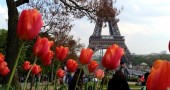 Paris in Bloom photo essay