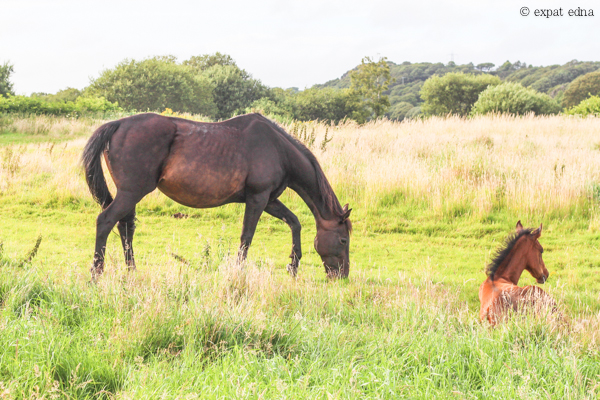 Y Fricsan : The Snowdon Inn, Wales by Expat Edna - Expat Edna